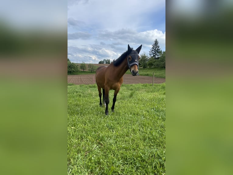 Hackney Pony Gelding 15 years 13,2 hh Brown in Haibach