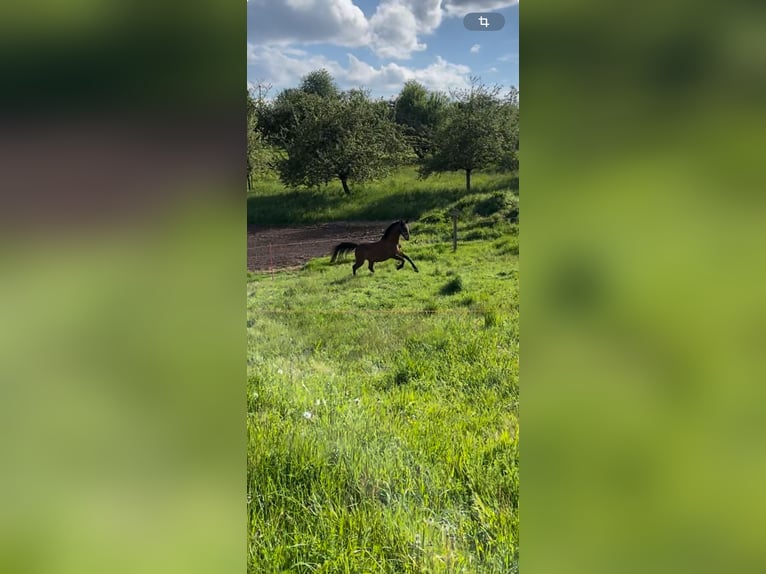 Hackney Pony Gelding 15 years 13,2 hh Brown in Haibach