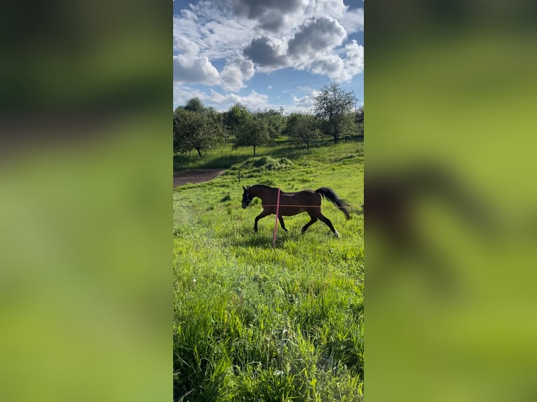 Hackney Pony Gelding 15 years 13,2 hh Brown in Haibach