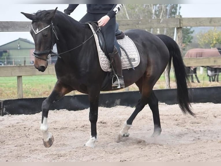 Hackney Pony Gelding 16 years 15,1 hh Bay-Dark in Achtmaal