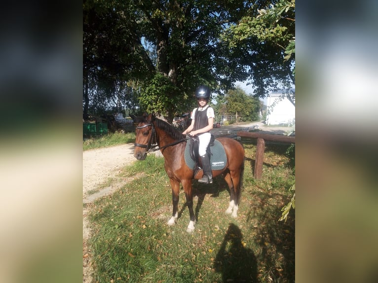 Hackney Pony Gelding 18 years 13,1 hh Brown in Katzenelnbogen