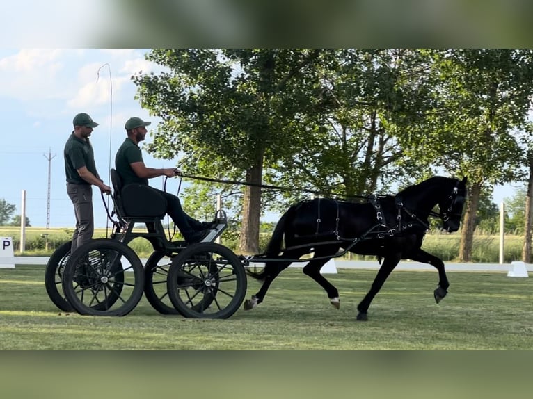 Hackney Pony Gelding 5 years 14,1 hh Black in Szeged