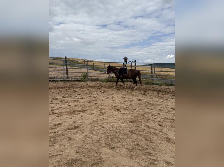 Hackney Pony Gelding 8 years 11,2 hh Chestnut in Erlabrunn