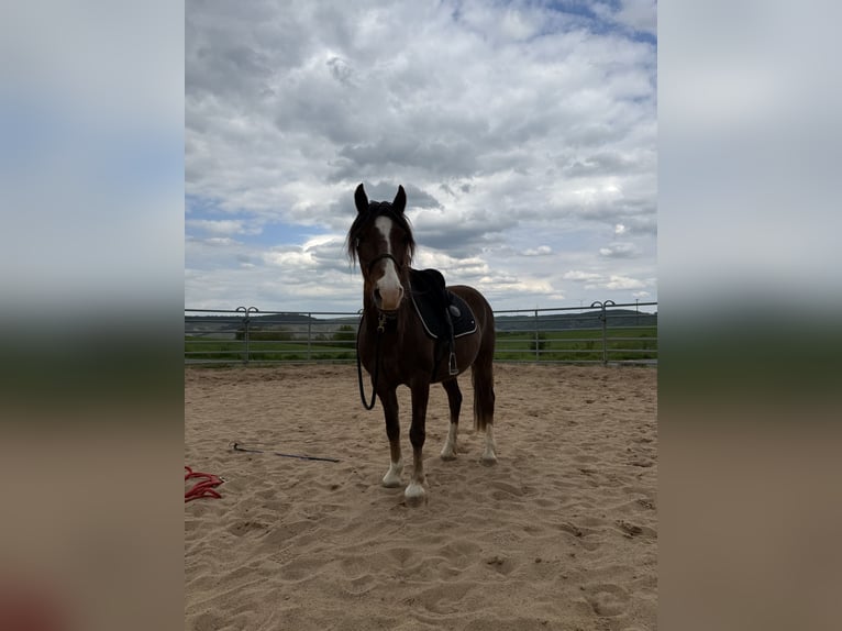 Hackney Pony Gelding 8 years 11,2 hh Chestnut in Erlabrunn
