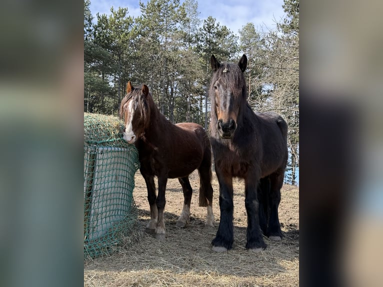 Hackney Pony Gelding 9 years 12 hh Chestnut in Erlabrunn