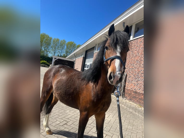 Hackney Pony Hengst 2 Jaar 120 cm Bruin in Zutphen