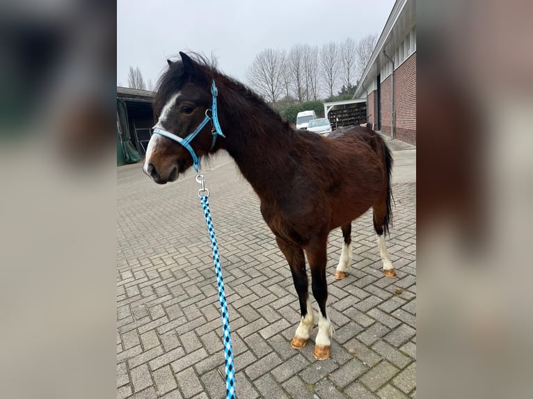 Hackney Pony Hengst 2 Jaar 120 cm Bruin in Zutphen