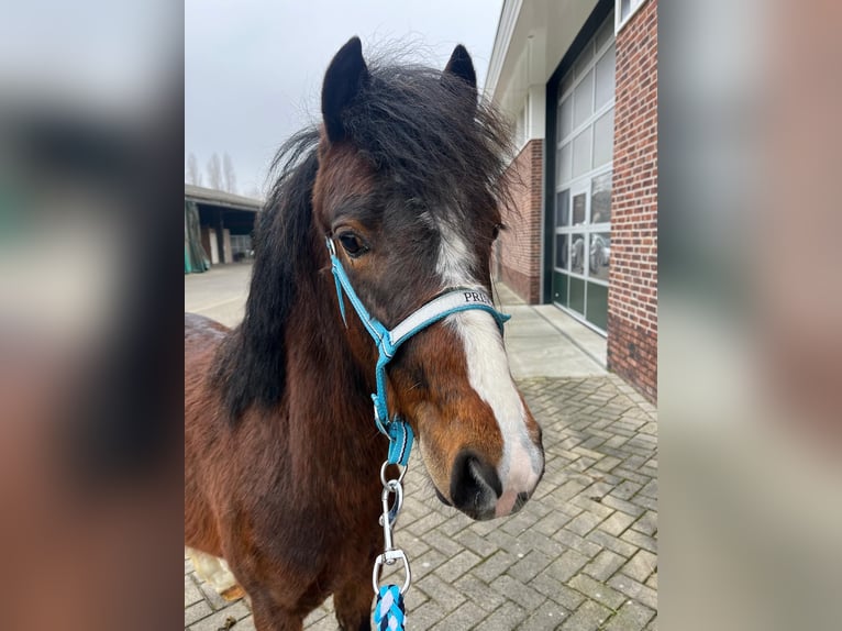 Hackney Pony Hengst 2 Jaar 120 cm Bruin in Zutphen