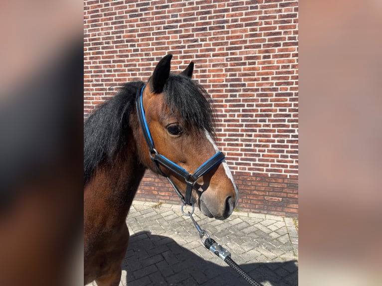 Hackney Pony Hengst 2 Jaar 120 cm Bruin in Zutphen
