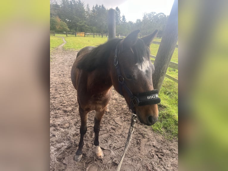 Hackney Pony Hengst 2 Jaar 135 cm Bruin in Haren