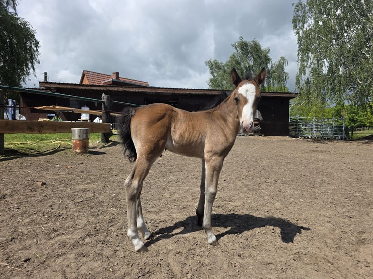 Hackney Pony Mix Hengst Veulen (05/2026) 133 cm Bruin in Karstädt