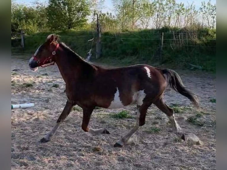 Hackney Pony Mare 11 years 13 hh Overo-all-colors in Rhede