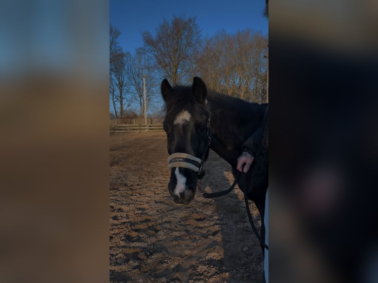 Hackney Pony Mare 16 years 13,1 hh Black in Elsdorf-Westermühlen