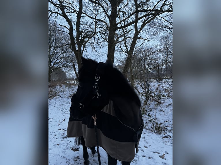 Hackney Pony Mare 16 years 13,1 hh Black in Elsdorf-Westermühlen