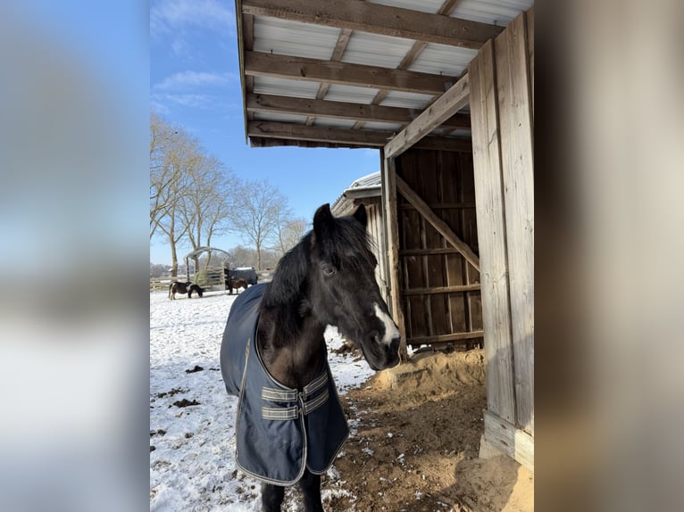 Hackney Pony Mare 16 years 13,1 hh Black in Elsdorf-Westermühlen