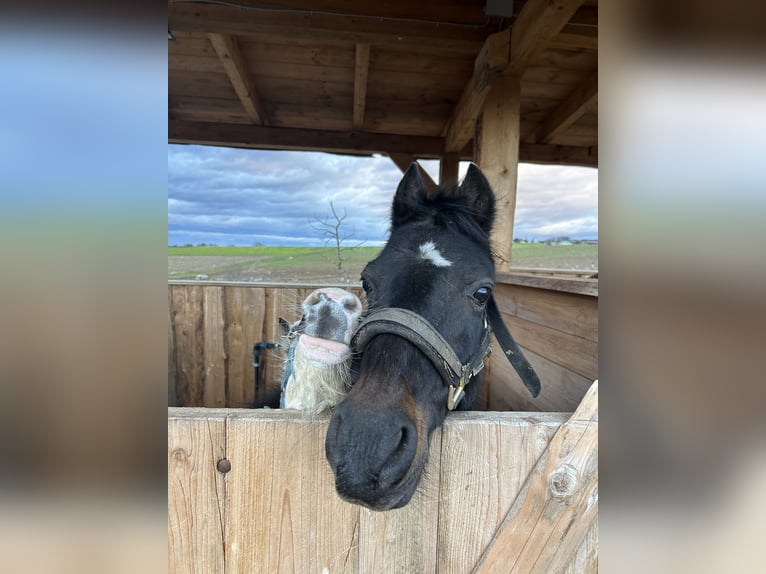 Hackney Pony Mare 19 years 13,1 hh in &#xD6;hringen