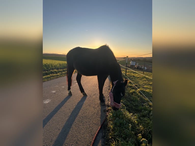 Hackney Pony Mare 19 years 13,1 hh in &#xD6;hringen