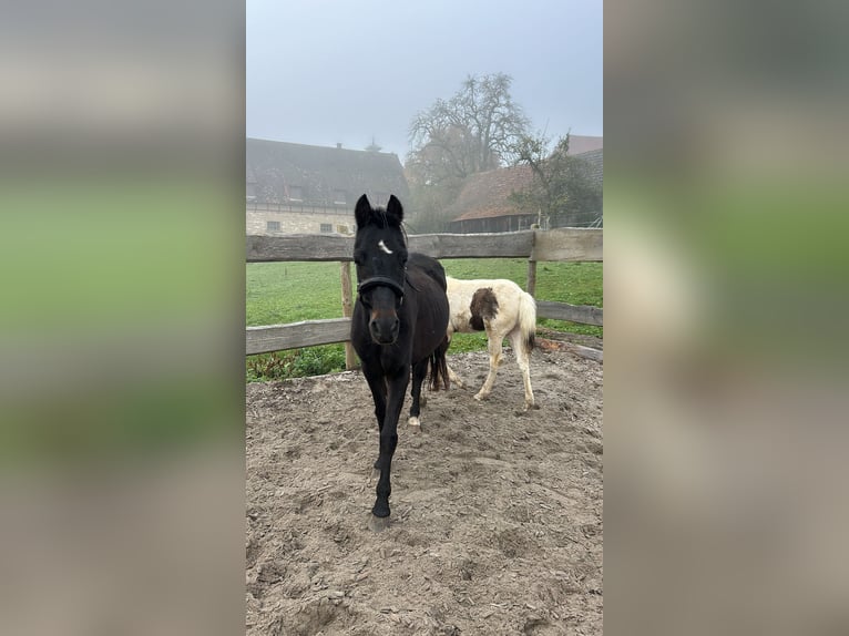 Hackney Pony Mare 19 years 13,1 hh in &#xD6;hringen