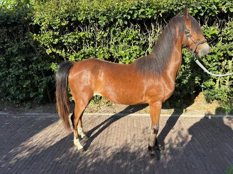 Hackney Pony Mare 1 year 12 hh Brown in Ambt Delden