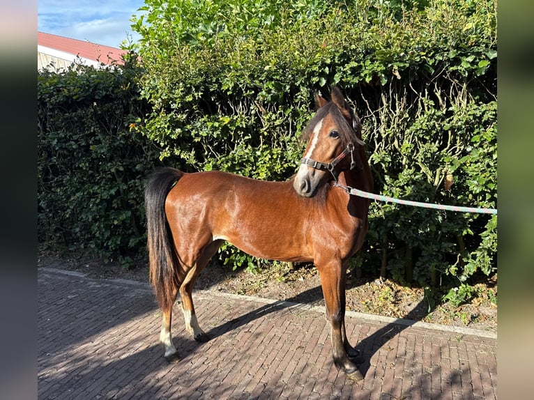 Hackney Pony Mare 1 year 12 hh Brown in Ambt Delden