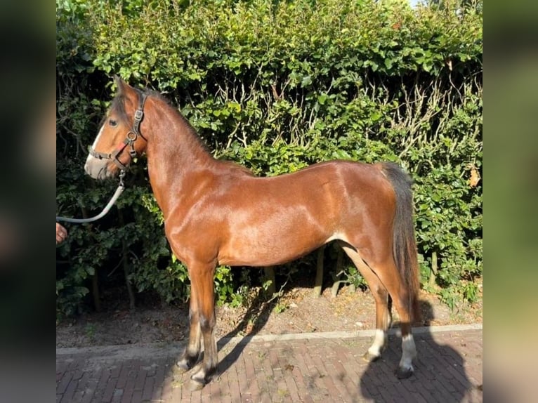 Hackney Pony Mare 1 year 12 hh Brown in Ambt Delden