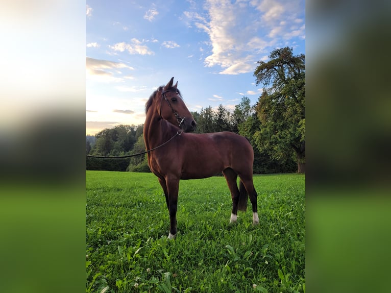 Hackney Pony Merrie 10 Jaar 133 cm Bruin in Hittnau