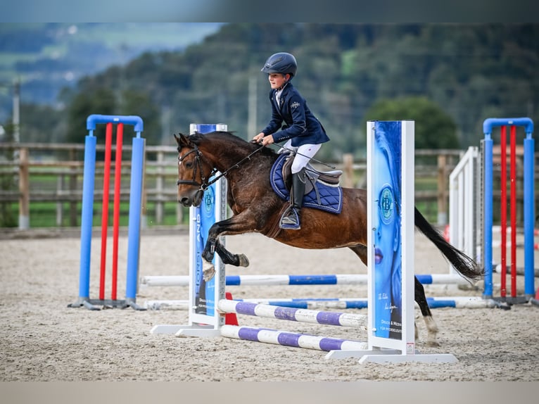 Hackney Pony Merrie 10 Jaar 133 cm Bruin in Hittnau