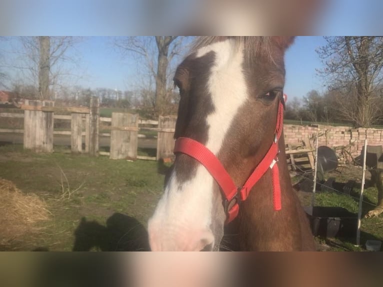 Hackney Pony Merrie 11 Jaar 135 cm Tobiano-alle-kleuren in Rhede