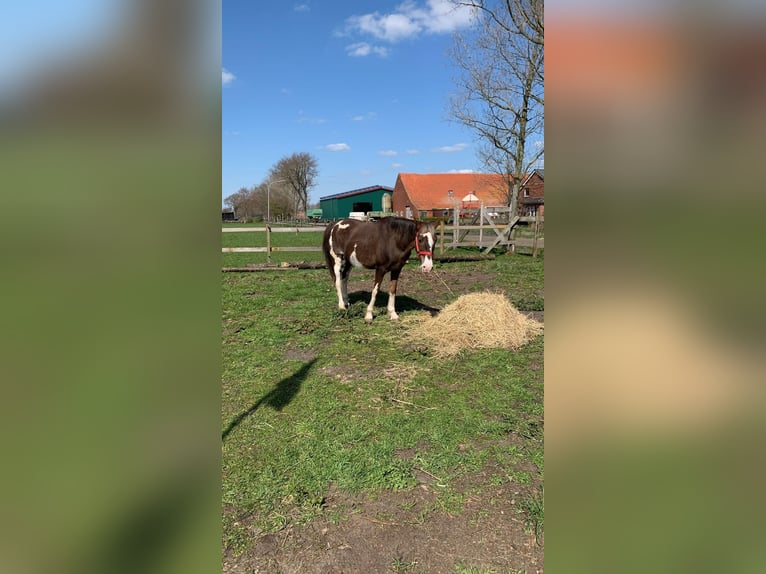 Hackney Pony Merrie 11 Jaar 135 cm Tobiano-alle-kleuren in Rhede