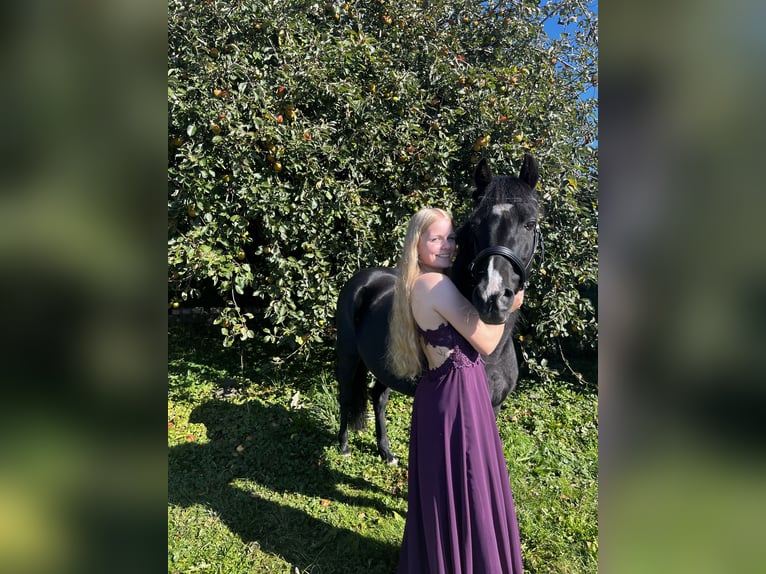 Hackney Pony Merrie 16 Jaar 135 cm Zwart in Elsdorf-Westermühlen