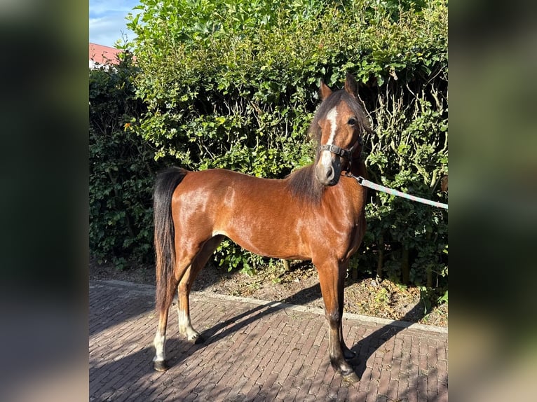 Hackney Pony Merrie 1 Jaar 122 cm Bruin in Ambt Delden
