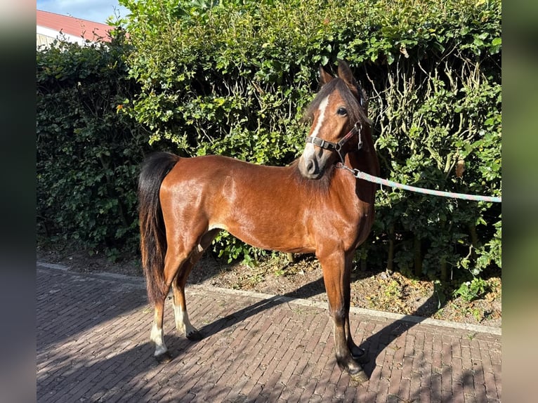 Hackney Pony Merrie 1 Jaar 122 cm Bruin in Ambt Delden