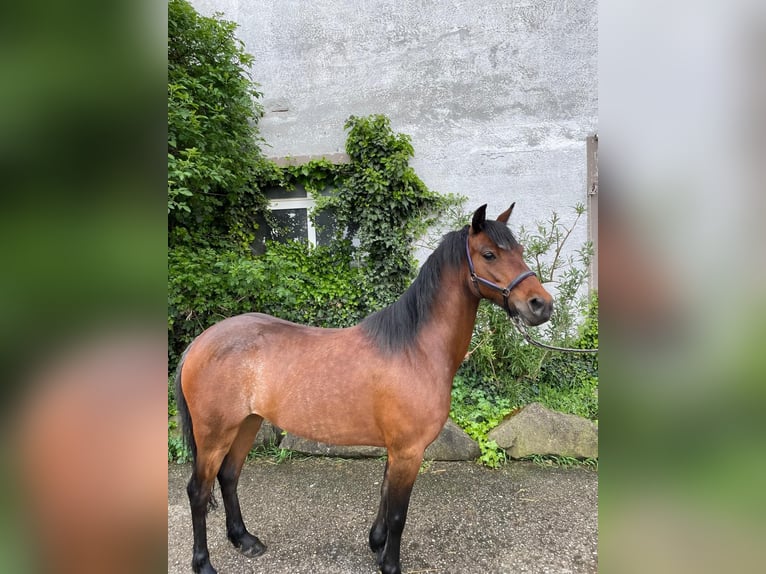 Hackney Pony Merrie 6 Jaar 126 cm Bruin in Moosdorf