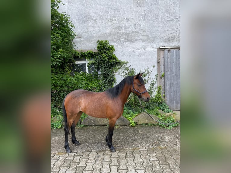 Hackney Pony Merrie 6 Jaar 126 cm Bruin in Moosdorf