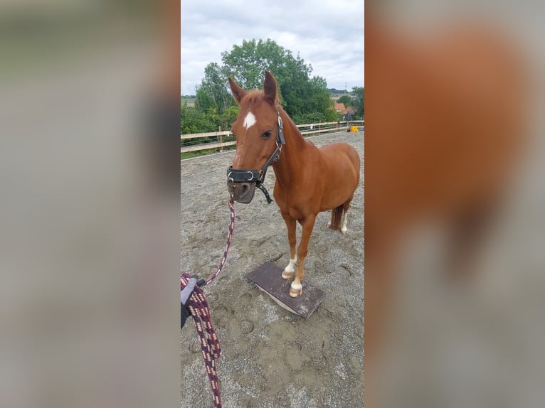 Hackney Pony Ruin 13 Jaar 125 cm Vos in Tengen