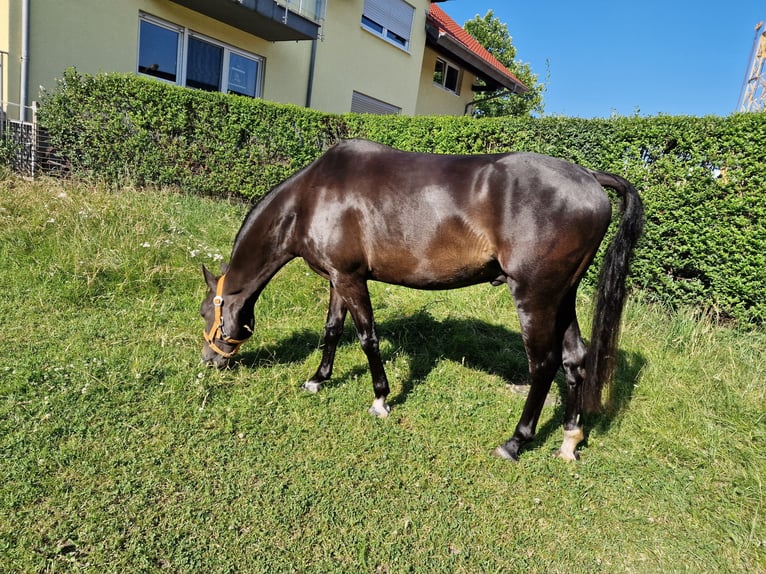 Hackney Pony Ruin 5 Jaar 133 cm Zwartbruin in Lorsch