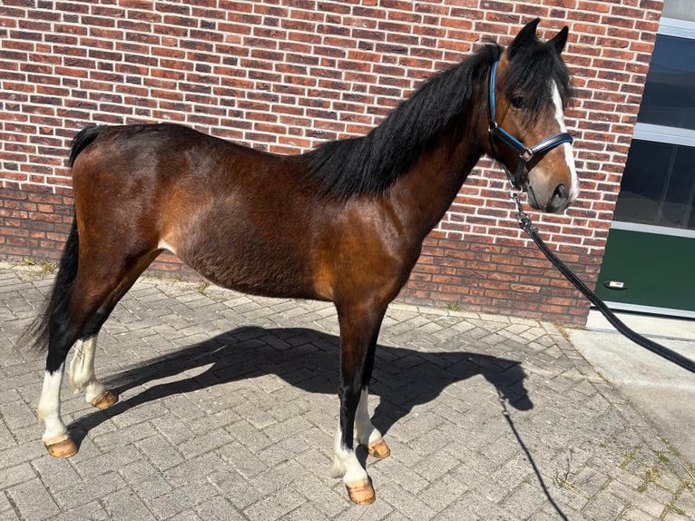 Hackney Pony Stallion 2 years 11.2 hh Brown in Zutphen