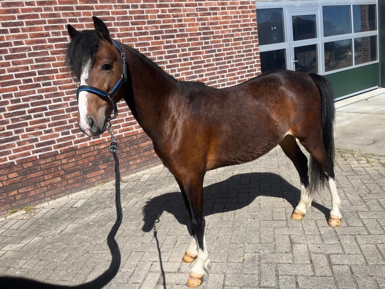 Hackney Pony Stallion 2 years 11.2 hh Brown in Zutphen