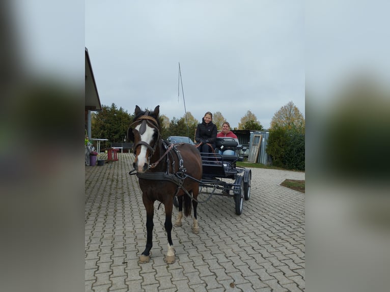 Hackney Pony Stute 16 Jahre 128 cm Brauner in Bamberg