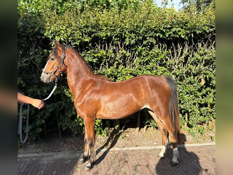 Hackney Pony Stute 1 Jahr 122 cm Brauner in Ambt Delden