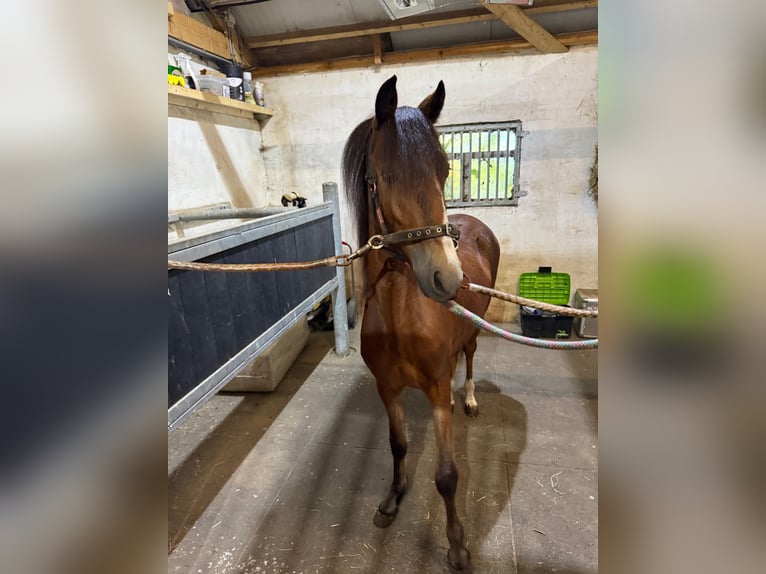 Hackney Pony Stute 1 Jahr 122 cm Brauner in Ambt Delden