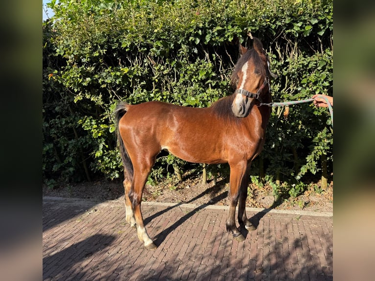 Hackney Pony Stute 1 Jahr 122 cm Brauner in Ambt Delden