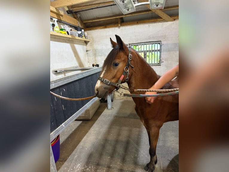 Hackney Pony Stute 1 Jahr 122 cm Brauner in Ambt Delden