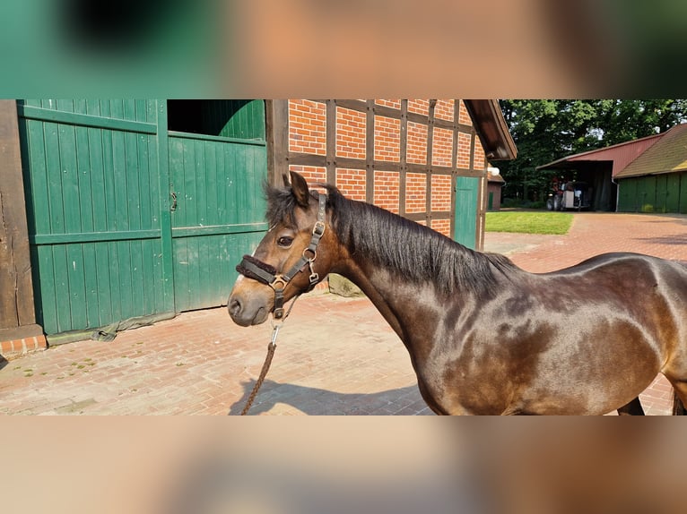 Hackney Pony Stute 20 Jahre 130 cm Brauner in Bramsche