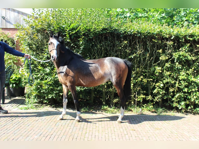 Hackney Pony Stute 6 Jahre 124 cm Dunkelbrauner in Ambt Delden
