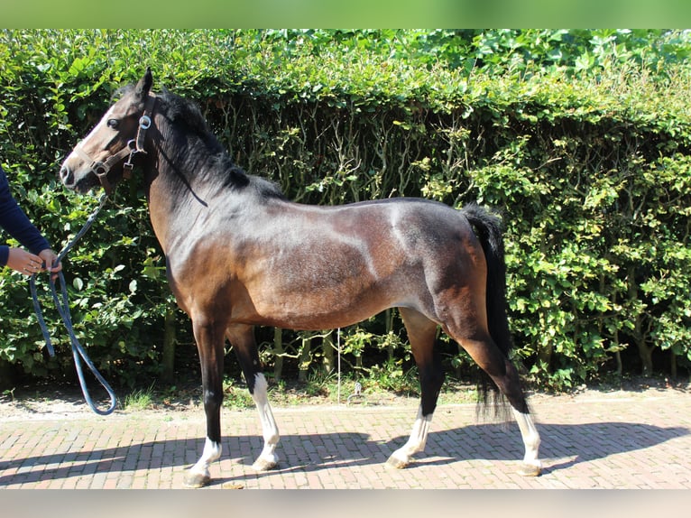Hackney Pony Stute 6 Jahre 124 cm Dunkelbrauner in Ambt Delden
