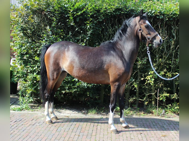 Hackney Pony Stute 6 Jahre 124 cm Dunkelbrauner in Ambt Delden
