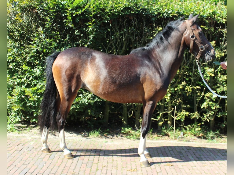 Hackney Pony Stute 6 Jahre 124 cm Dunkelbrauner in Ambt Delden