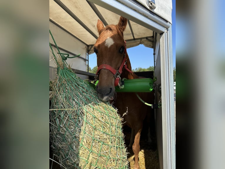 Hackney Pony Wallach 13 Jahre 120 cm Fuchs in Tengen
