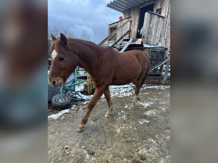 Hackney Pony Wallach 13 Jahre 125 cm Fuchs in Tengen